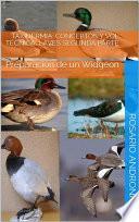 libro Taxidermia: Conceptos Y Vol TÉcnica. 1 Aves Segunda Parte   Preparación De Un Widgeon